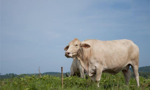 属牛85岁今年的寿命死于几月 1937属牛2022最危险的几个月