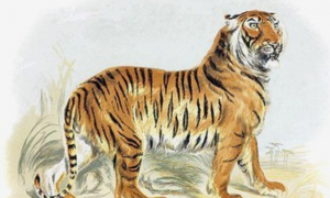 一九八六年属虎的是什么命运 属虎1962年最大寿命