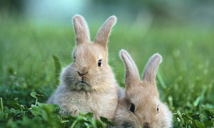 属兔的几月出生最好 2023年兔宝宝忌讳几月出生