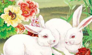 属兔的跟什么生肖绝配的婚姻 属兔的跟什么属相最配姻缘