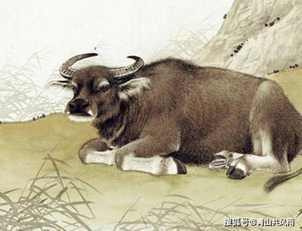原创生肖牛最命苦的出生日期是什么时候属牛一生有三劫