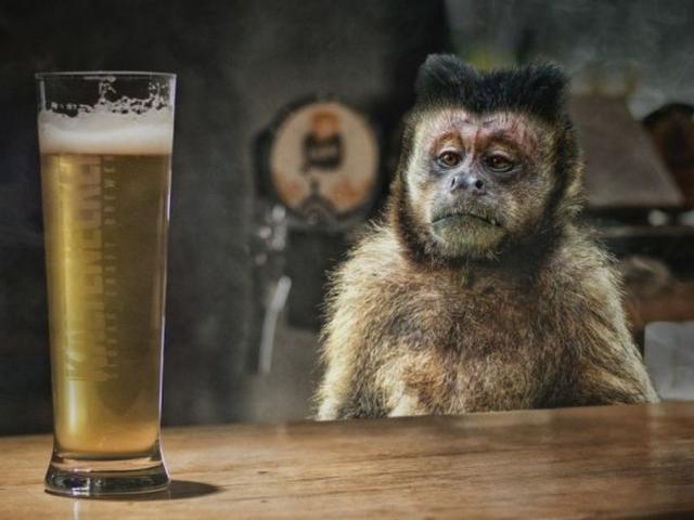 印度狂暴猴子发疯伤250人,竟是想喝酒!被抓后还死性不改_手机搜狐网