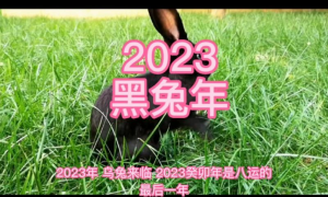 2023黑兔年 2023黑兔年属马的需要注意什么