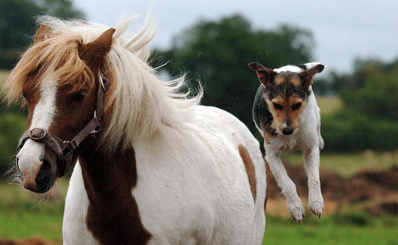 马和狗谁聪明马的情商高狗的智商高