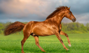 90年的马是什么马 90年的马是什么马,五行属性