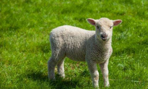 属羊的人一生命运如何 属羊的人的命运,羊年出生的人的命运