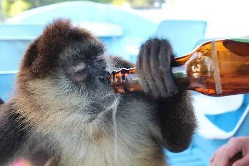 这只猴子名叫卡鲁亚,因为主人十分爱喝酒,平日里就喜欢给这只猴子喂酒
