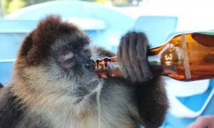 12生肖哪个动物喜欢喝酒 十二生肖最爱喝酒的是什么动物