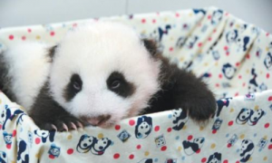 熊猫宝宝起名女孩小名怎么取 2023新生熊猫宝宝名字