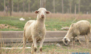 生肖配对表2023羊配羊(羊年生肖配对)