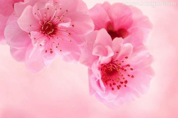 梦见粉色的花是什么意思预兆 - 原版周公解梦大全