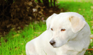 梦见白色的狗 梦见白色的狗什么意思