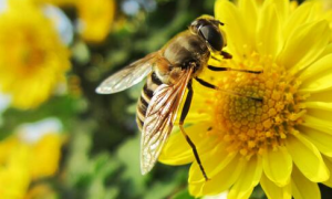 梦见蜜蜂 梦见蜜蜂蛰人什么预兆