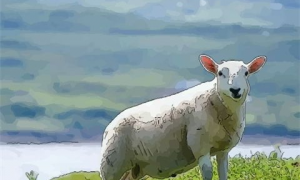 67年羊每月运程 67年羊人2023年每月运程