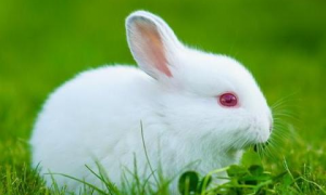 兔年属兔运势2023年运势 2023年属兔人的全年运势