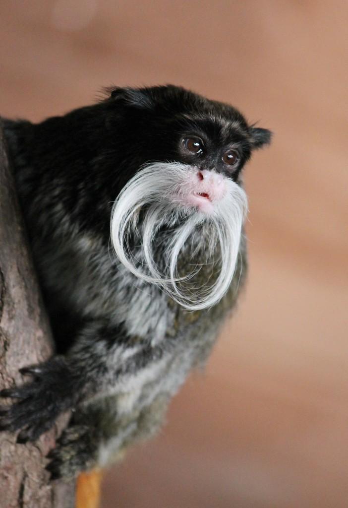 猴子 - 皇帝塔马林猴子与胡子股票, 照片, 照片, 图片, 图片
