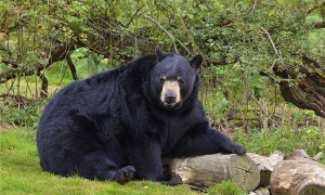 梦见黑熊 梦见黑熊是什么预兆女性