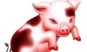1983年属猪的一生财运 83年属猪40岁以后大运