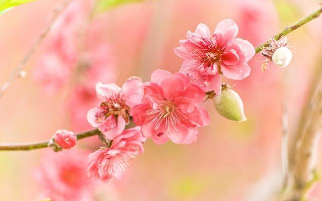 春节之后桃花运特别好的四大生肖, 越活越迷人, 越活越漂亮!