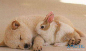 生肖兔与哪生肖最配对最好 哪个生肖最旺兔