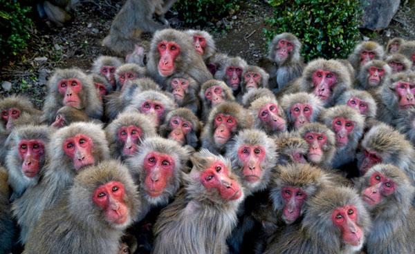 日本500只猴子抱团取暖抵挡寒流