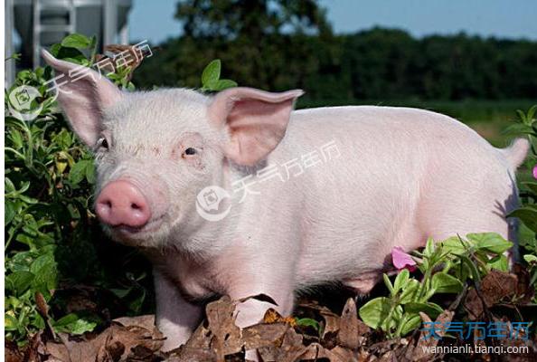 属猪的今年多大2023 属猪的今年几岁了