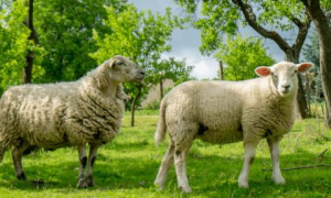 羊运势2023运势详解 2023年属羊人的运势