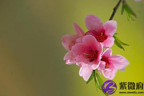 字命理学中,将子午卯酉称为四大咸池桃花,分别代表着一个人的桃花运