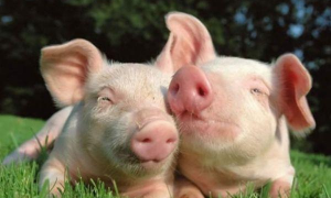 猪和猪属相配婚姻如何 猪和猪属相配婚姻如何(猪和猪在一起事业旺吗)