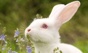 运势测算2022年兔子 兔的运势2022年运势