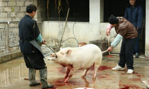 梦见自己杀猪 梦见杀猪卖肉是什么意思有什么预兆