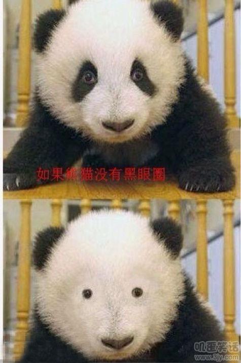 如果熊猫没有黑眼圈