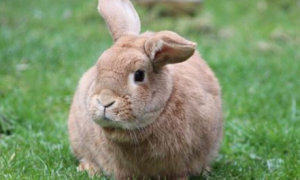  1939年出生属兔的今年几岁