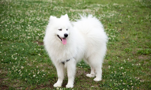 白狗起个独特又可爱的名字 白狗起个独特又可爱的名字叫什么