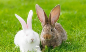 属兔的今年多大 属兔的今年多大1963年出生的人是什么命