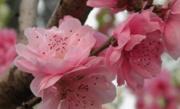 生肖虎这一年桃花运最旺的月份有三个月.