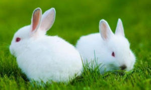 哪个生肖最旺兔 哪个生肖最旺兔把四年属鼠