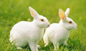 1999兔子和什么属相最配对 1999的兔和1999的兔属相配吗
