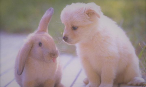 狗和兔相配婚姻如何 狗和兔相配婚姻如何87兔82狗合适吗