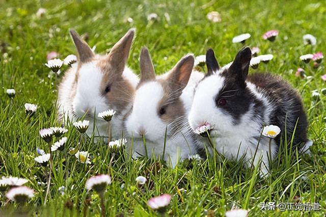 2023年属兔终于转运了2023年属兔人的全年运势及运程