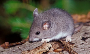 生肖鼠的人特点和性格是什么 生肖鼠性格特点与命运