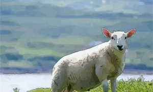 今年属羊的财运怎么样 今年属羊的财运和运气如何