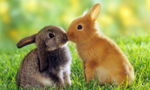 属兔的今年多少岁 属兔的今年多少岁年龄