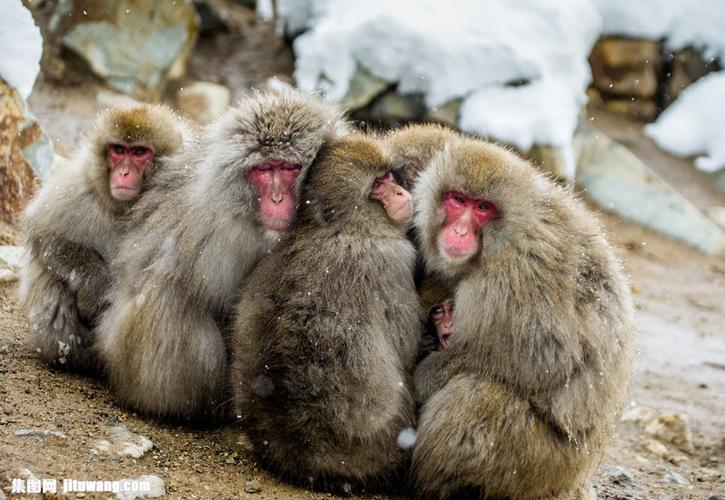 抱团取暖的猴子