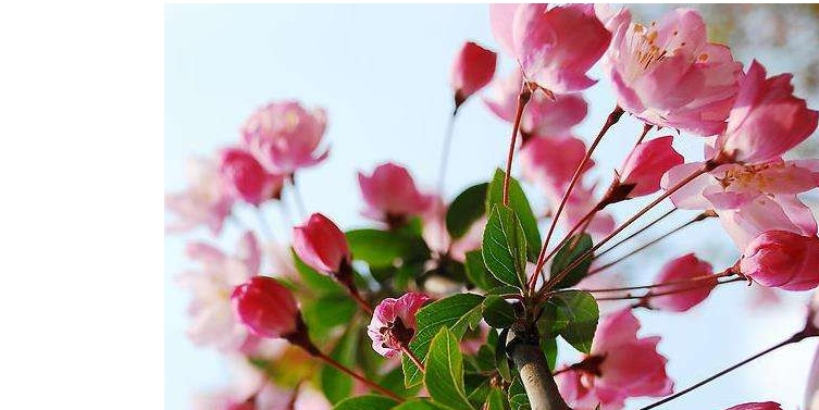 海棠花花语是什么海棠花的象征意义