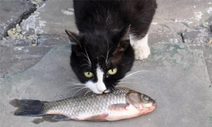 梦见猫吃鱼 梦见猫吃鱼是什么预兆女性