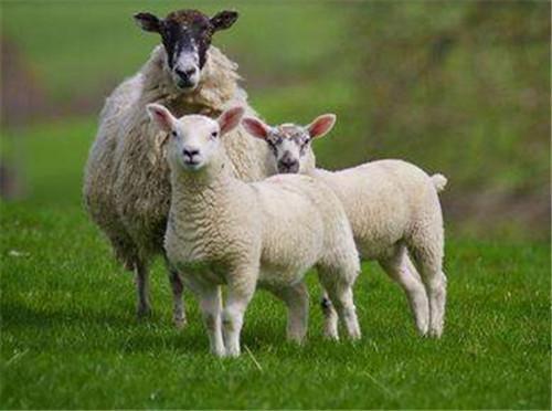 属羊与什么属相相合属羊男和什么属相最配