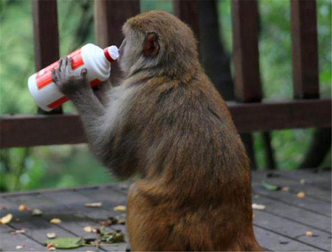 游客喝酒不料遭到小猴子疯抢,瞬间上演: