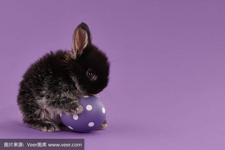 复活节,鸡蛋,兔子,紫色背景,可爱的