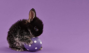 紫色兔子起名女孩小名怎么取 紫色兔子叫什么名字好听